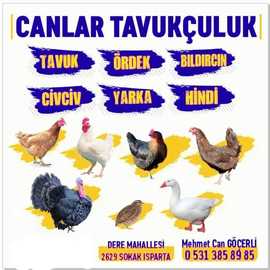 Mehmet Can GÖÇERLİ