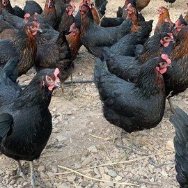 Mehmet Can GÖÇERLİ