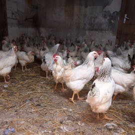 Mehmet Can GÖÇERLİ