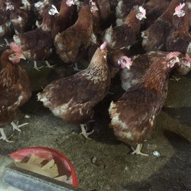 Mehmet Can GÖÇERLİ