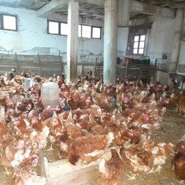 Mehmet Can GÖÇERLİ