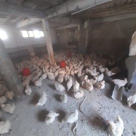 Mehmet Can GÖÇERLİ