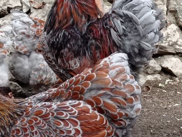 96E6Bc3D-B2D9-45D7-9279-87Ced85Ee5Ee