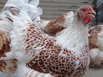 C4026Bcf-863E-4Fd7-8500-94Eb35148520