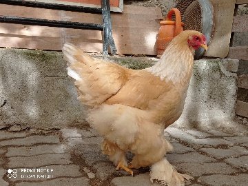 92Dd5Ab2-86Cd-4Cc0-Ade5-0Dcec746B419