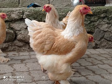 8F68B5F9-D920-40C9-Bd91-Cba8Fb85D133