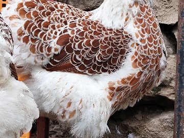 4Dd19Dd6-D99A-490A-8954-7Bc4D88Cb916