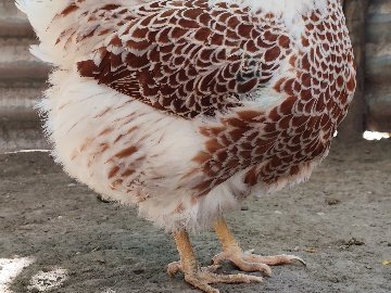 1E822D73-B8Ac-4634-824F-6D2548385429