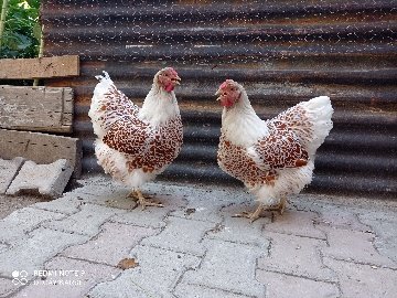 8987F41C-50Ef-4A75-B77D-80349831E068