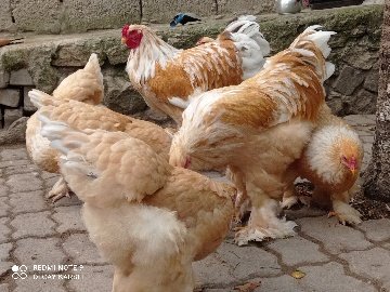 80E59A17-Dd25-4Cee-929A-254Fbe68E0Da