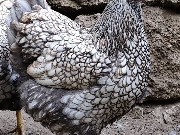 29419B7A-9109-4582-A2D5-4516E7Ae8C45