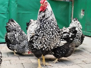 3872D4Ff-8Ace-44A8-A509-0D22850Cd48F