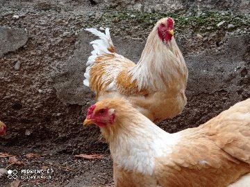 8B149Aba-84Ee-49A6-98C0-75493907966A