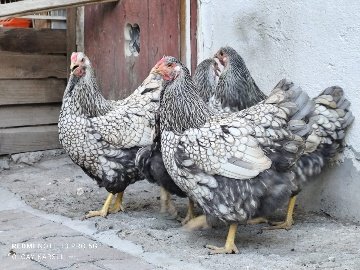 A5A03312-E369-48C9-B4Fe-6Ae2B4Acb704