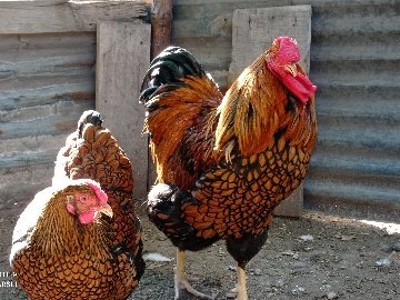 0Aac8239-B693-4E6E-901B-0Dd44A7B53F3