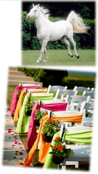 Indian Marriage in Antalya