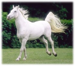 Indian Wedding White Horse