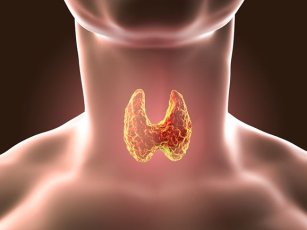 Haşimato Hastalığında Kısıtlanması Gereken Besinler: Gluten ve Kazein