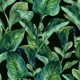 WG-159_Monstera tropical plant