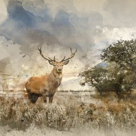 WG-710_Countryside_2218-001