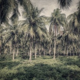 WG-1001_2201-001_Palm Trees
