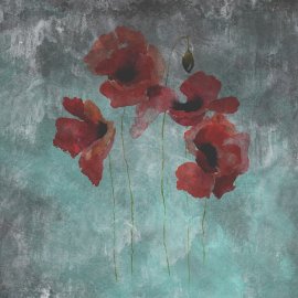 WG-771_Red Passion Poppies_1661-001
