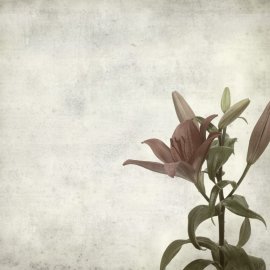 WG-589_1524-001_Hesna