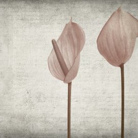 WG-591_1526-001_Alemia