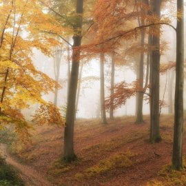 WG-301_Autumn Forest