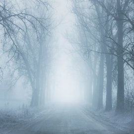 WG-312_Mystic Forest