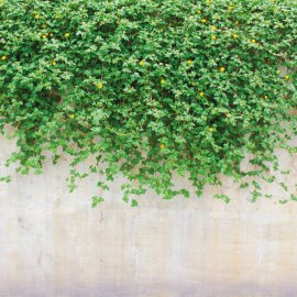 WG-318_Ivy On Wall