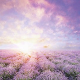 WG-331_Fields Of Lavender