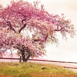 WG-332_Blossom Tree