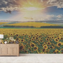 WG-335_g_Sunflower Field