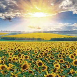 WG-335_Sunflower Field