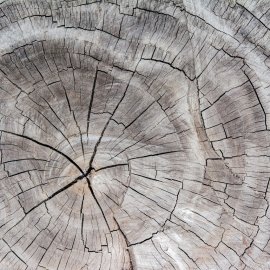 WG-950_3-119 Tree Trunk