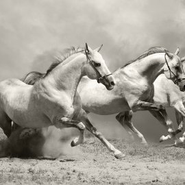 WG-860_13-102 Gallop