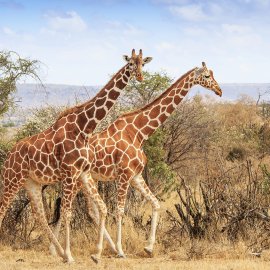 WG-862_13-106 Giraffes
