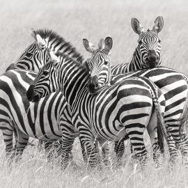 WG-863_13-108 Zebras