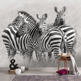WG-863_13-108 Zebras_g