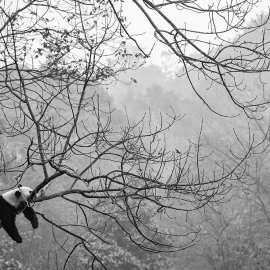 WG-864_13-109 Lazy Panda