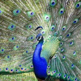 WG-868_13-117 Peacock