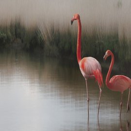 WG-871_13-121 Best Friend