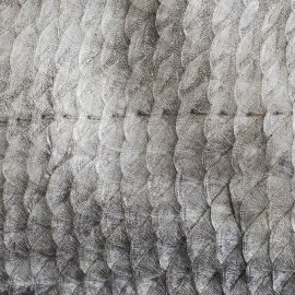 WG-872_13-124 Fish Scale