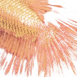 WG-874_13-126 Fish Tail