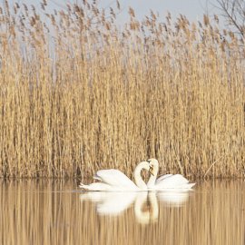 WG-878_13-131 Couple