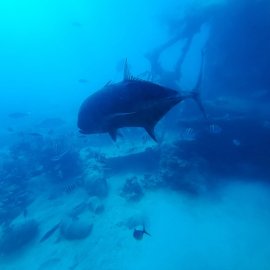 Egypt International Art Carnival Gallery