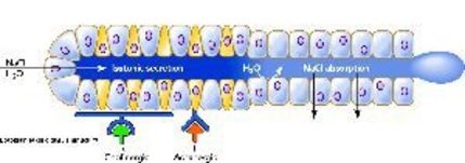 Ter bezinin çalışması