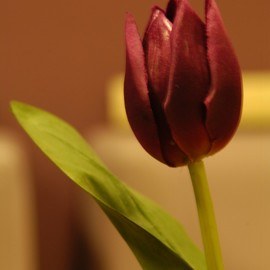 Eröffnung der Klinik in Antalya Bahçelievler im Jahr 2002