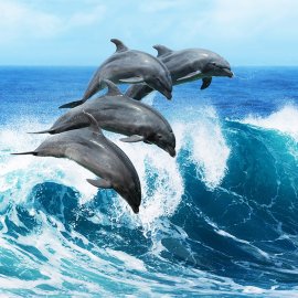 WG-867_13-116 Dolphins